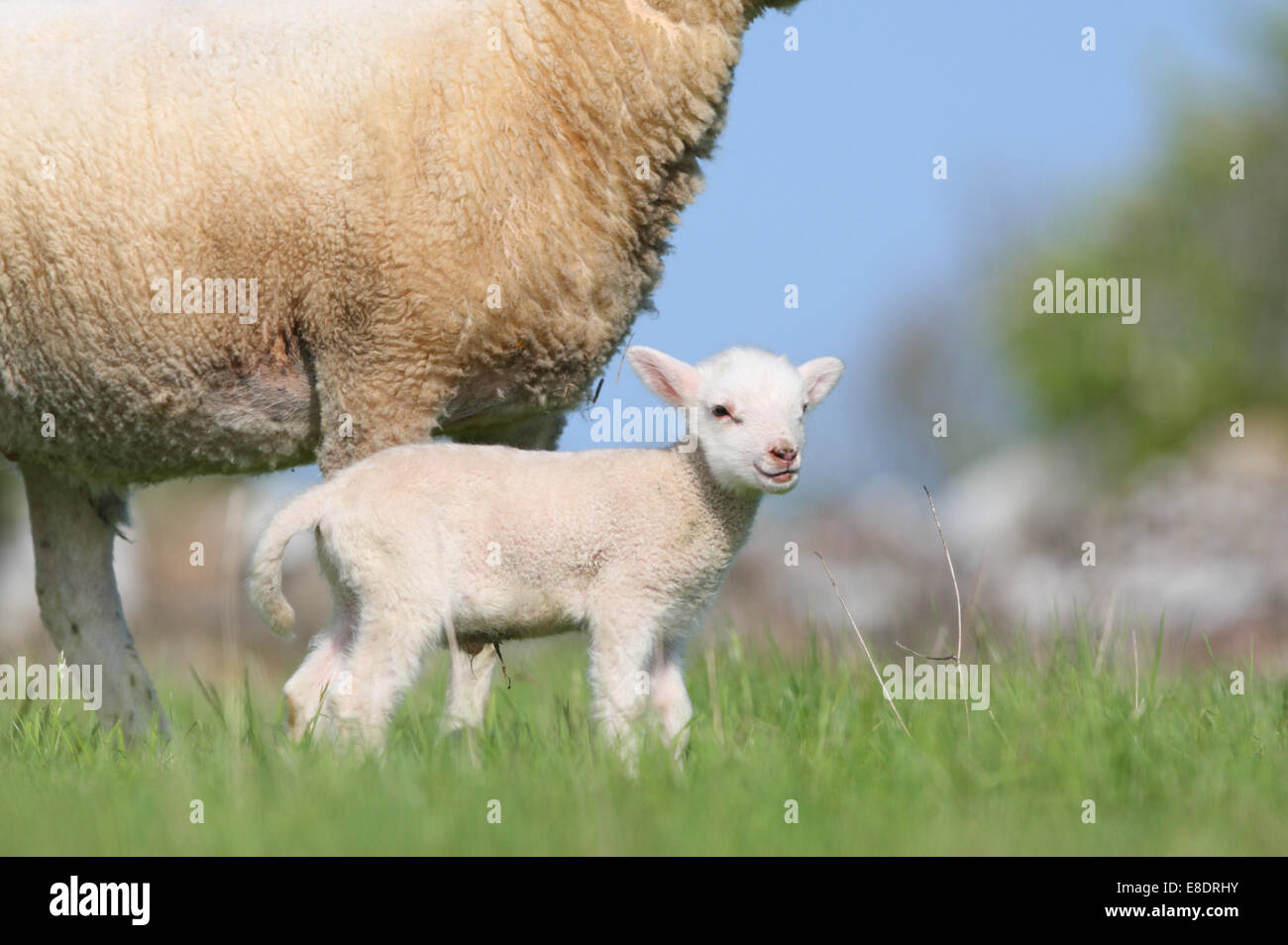 Newborn baby sheep standing in front of his mother, Estonia Stock Photo