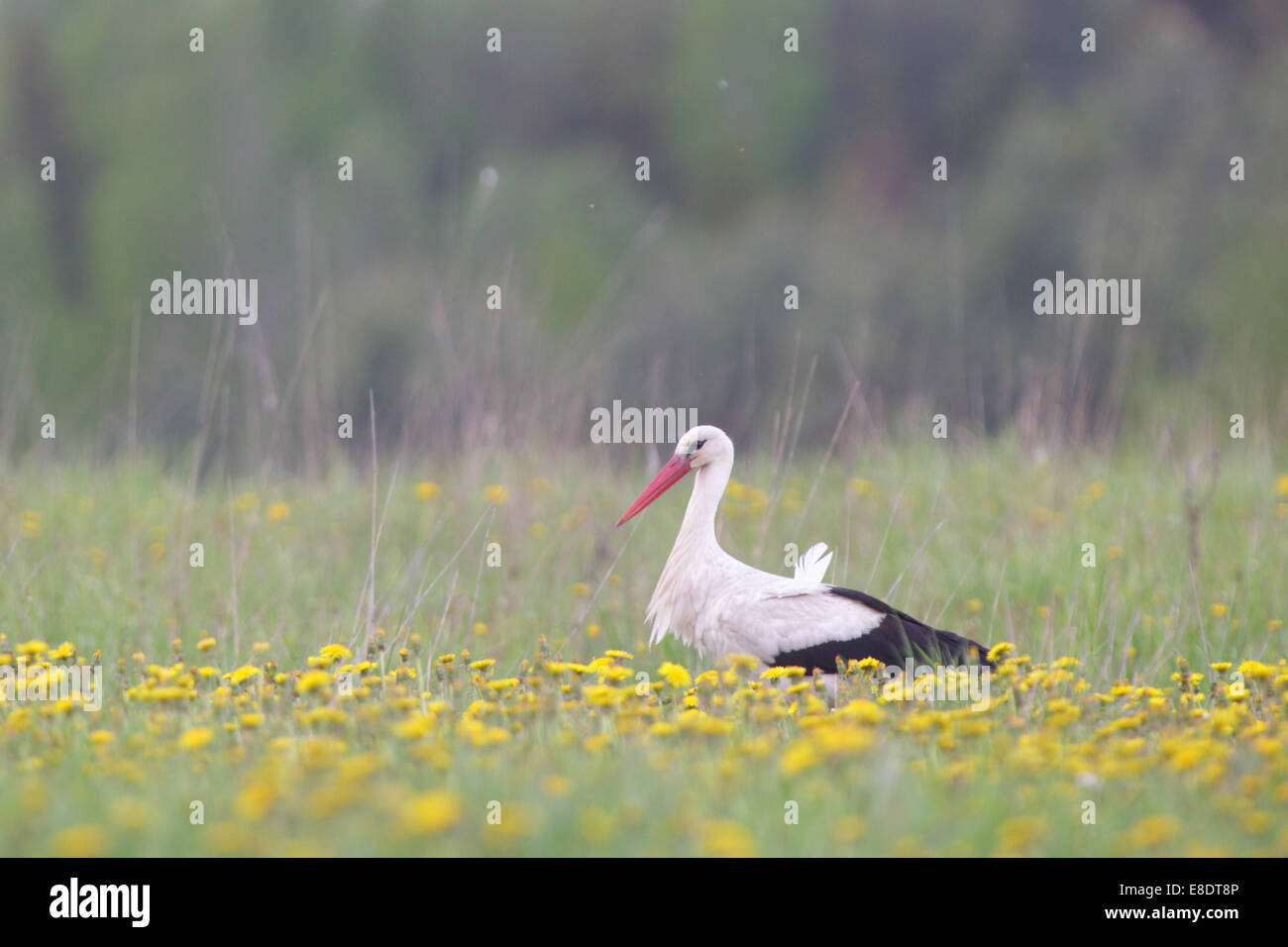 White Stork (Ciconia ciconia) in flower (Dandelion, Taraxacum officinale) field. Europe Stock Photo