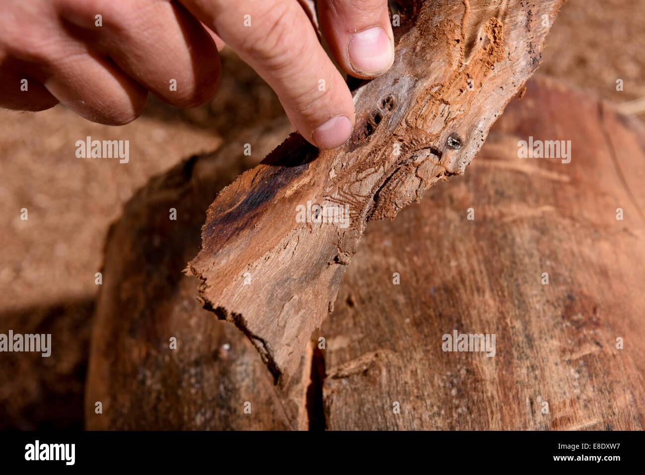 A close up of an Elm tree damaged by Dutch Elm Disease. Stock Photo