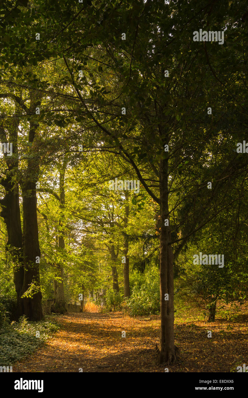 Secluded woodland walk at the start of autumn. Stock Photo