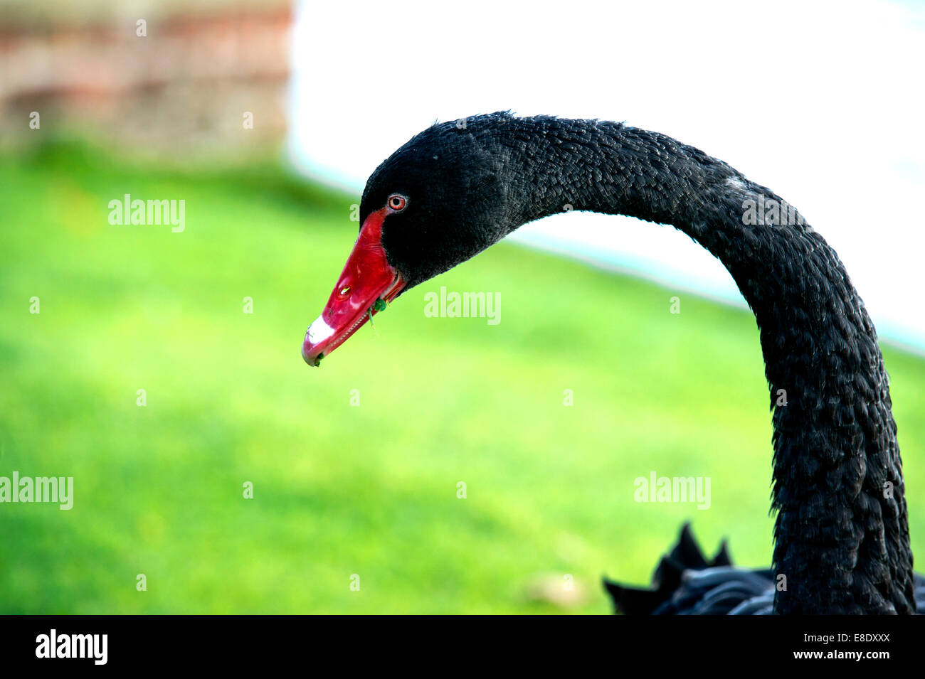 Black Swan Cygnus atratus  in Oakfield Demesne, Raphoe, County Donegal, Ireland, Europe Stock Photo