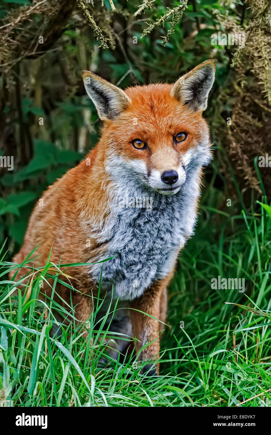 Alert Fox (Canidae Vulpini ) Berkshire UK Stock Photo