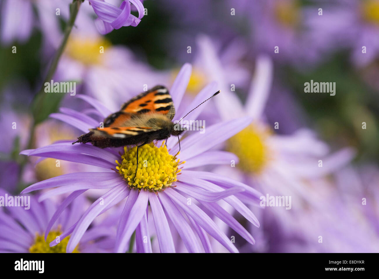 Aglais urticae. Small tortoiseshell butterfly on lilac Asters. Stock Photo