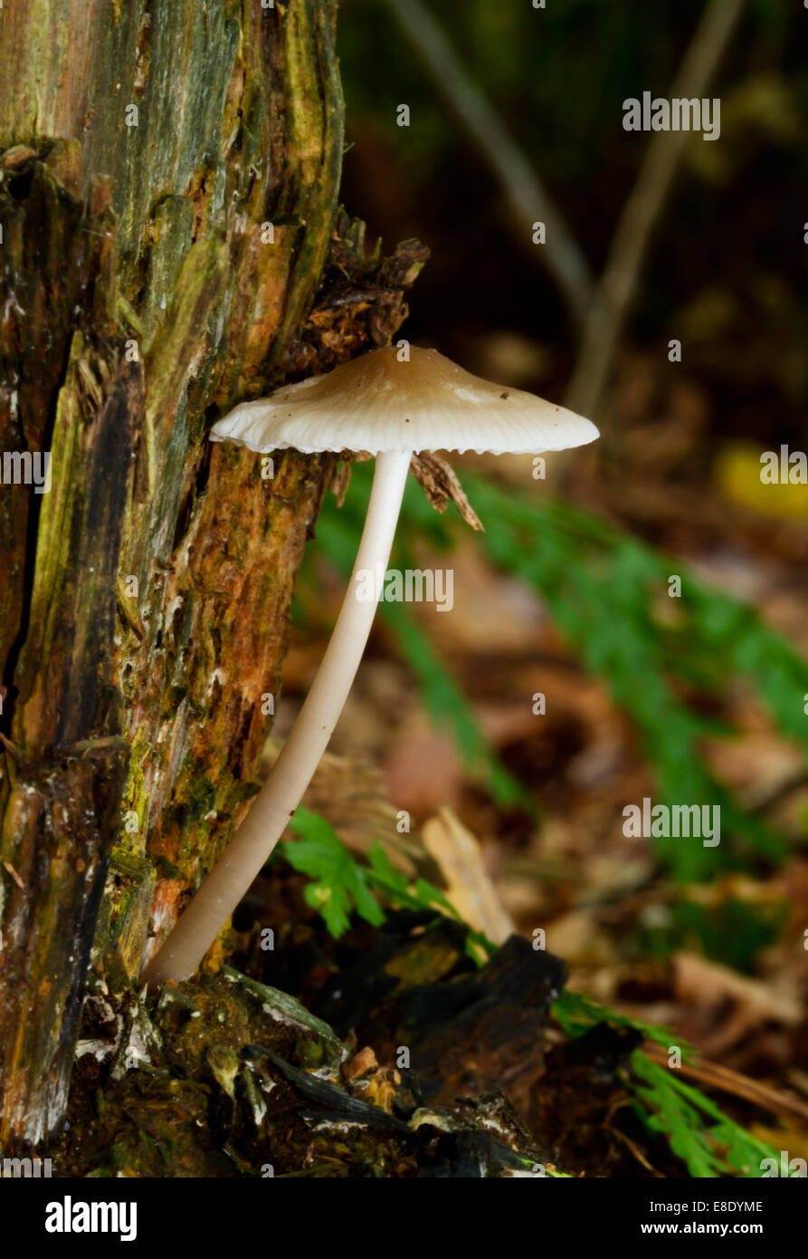 Small white mushroom growing on a rotting tree trunk Stock Photo