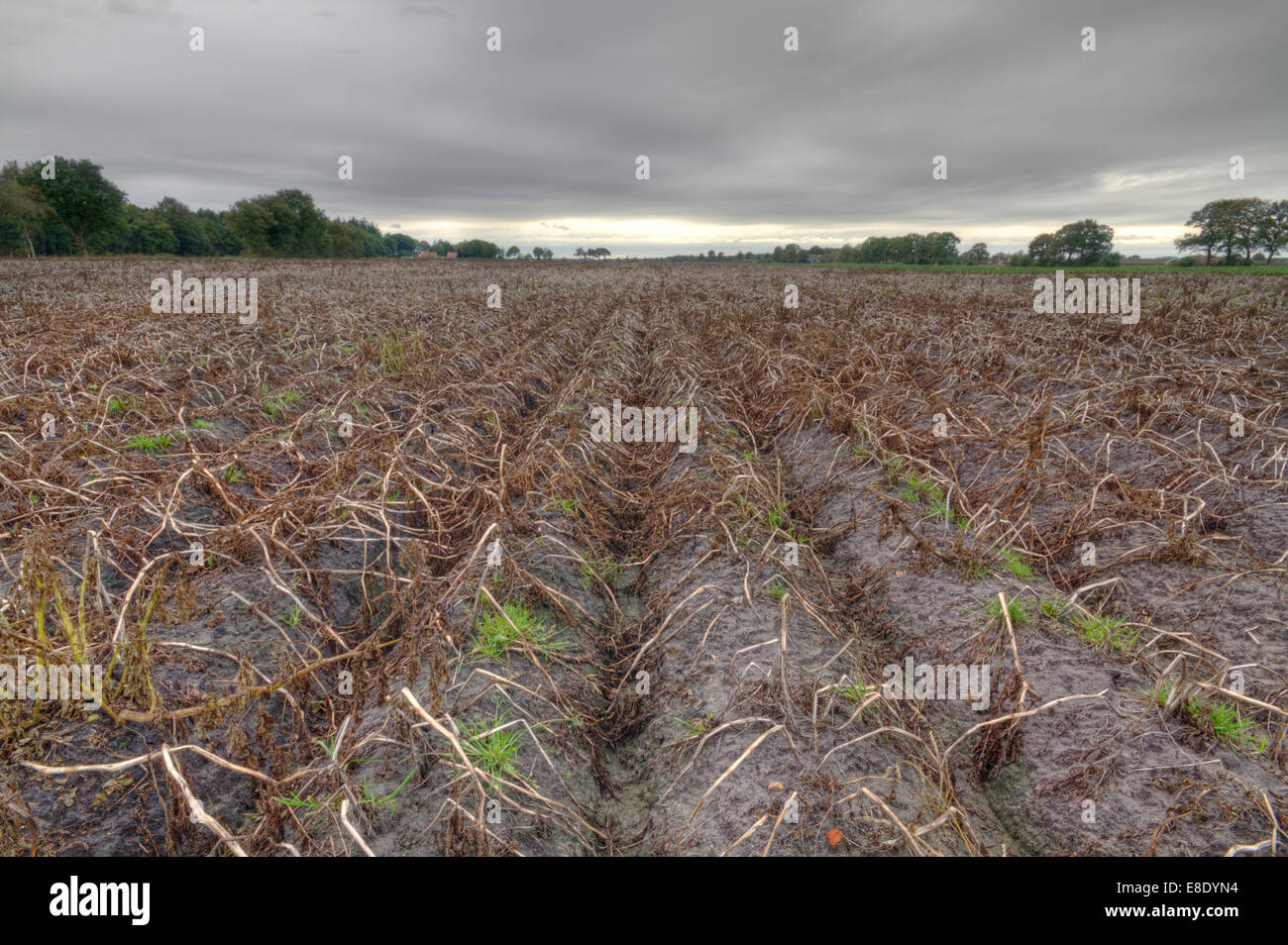 Empty, harvested potato field in autumn Stock Photo