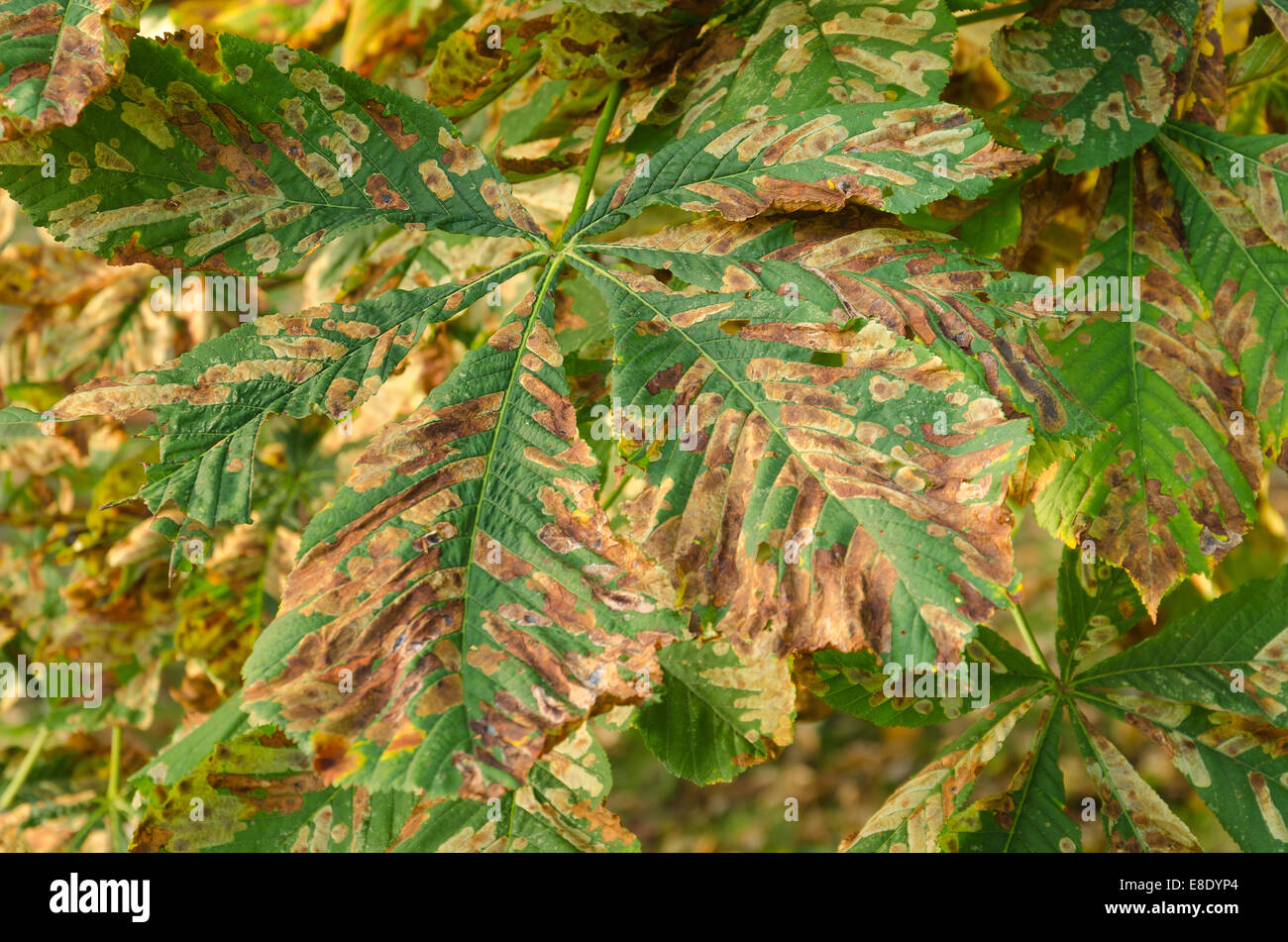irregular brown blotches variated leaf damage on horse chestnut premature autumn autumnal colour change damage due to disease Stock Photo