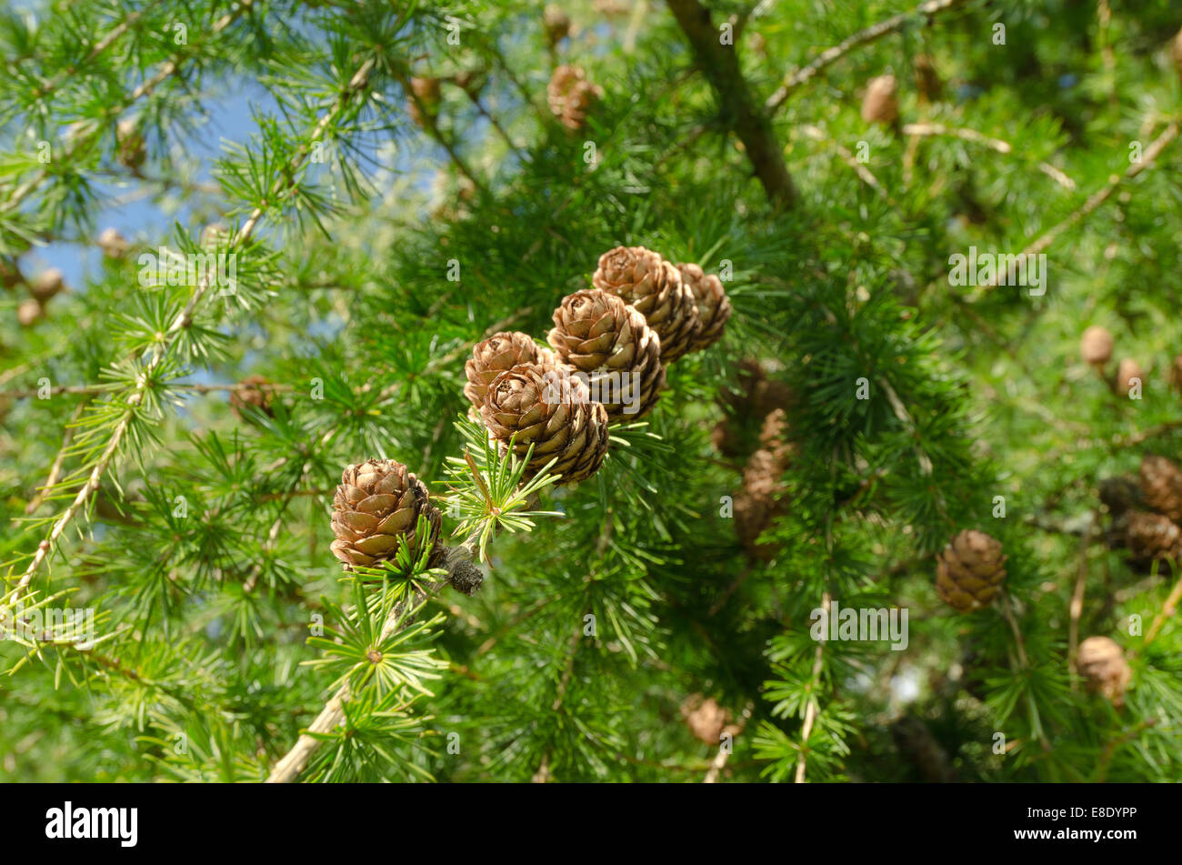 fresh lush greens of deciduous larch tree heavily laden with lots of ripe pine cones on rows of branches pointing upwards Stock Photo