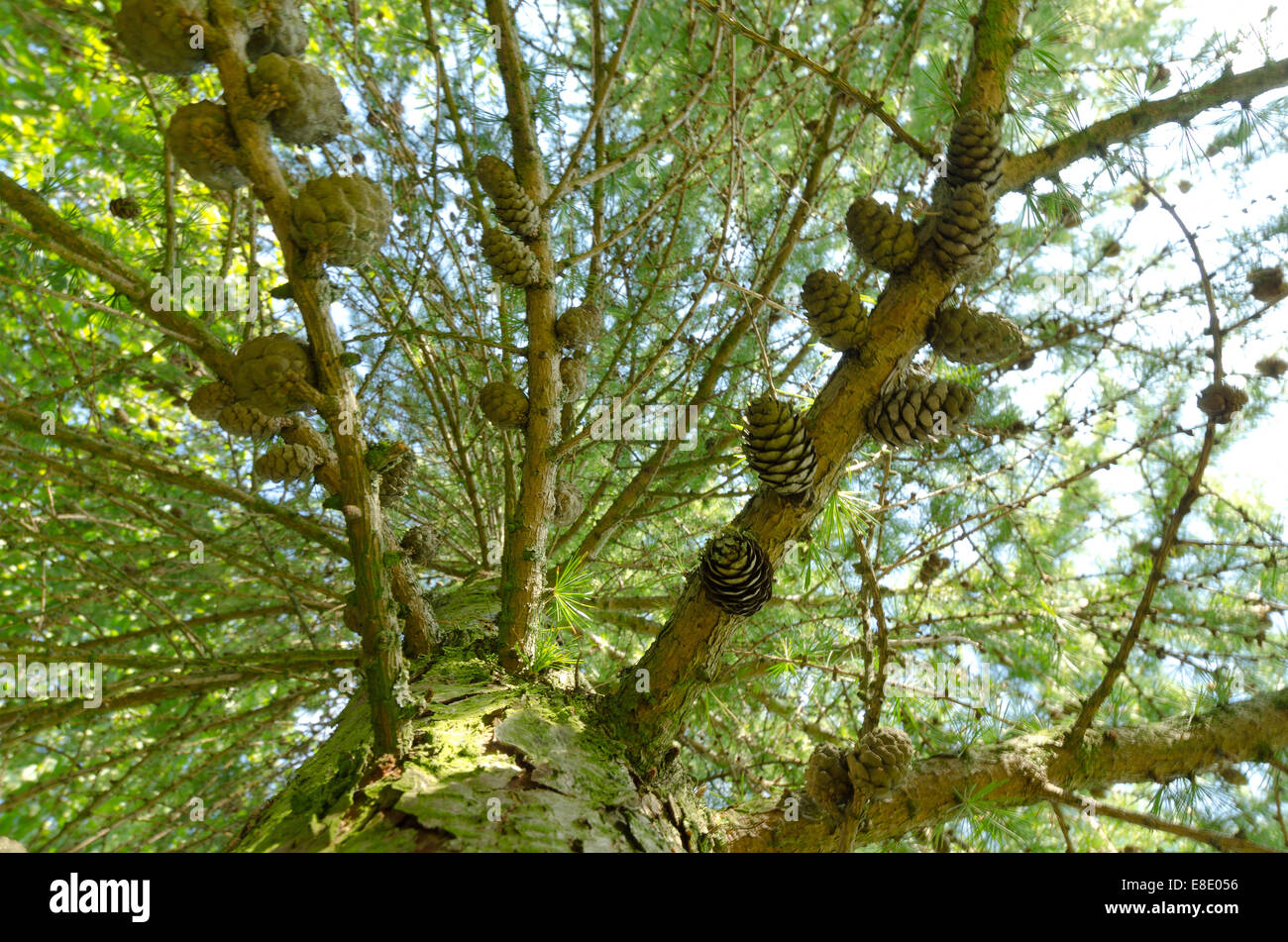 fresh lush greens of deciduous larch tree heavily laden with lots of ripe pine cones on rows of branches pointing upwards Stock Photo