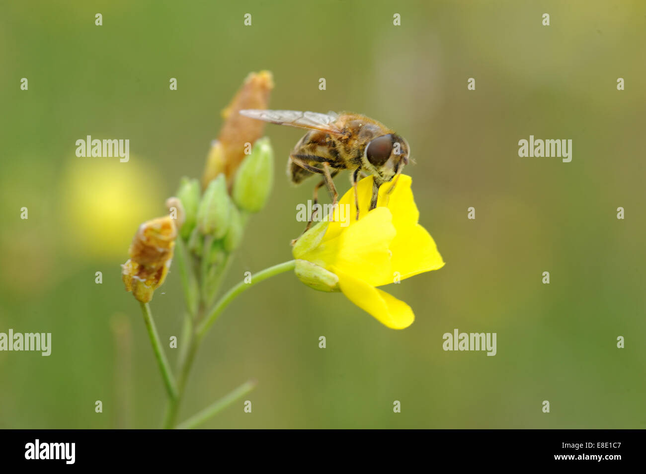 Wild Rocket (Rucola Selvatica) flowers and insect. Stock Photo
