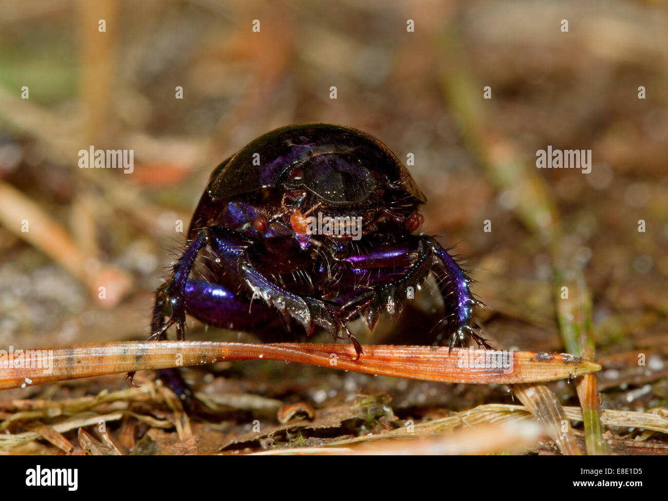 Spring Dumbledore, a dung beetle, with a mite Stock Photo