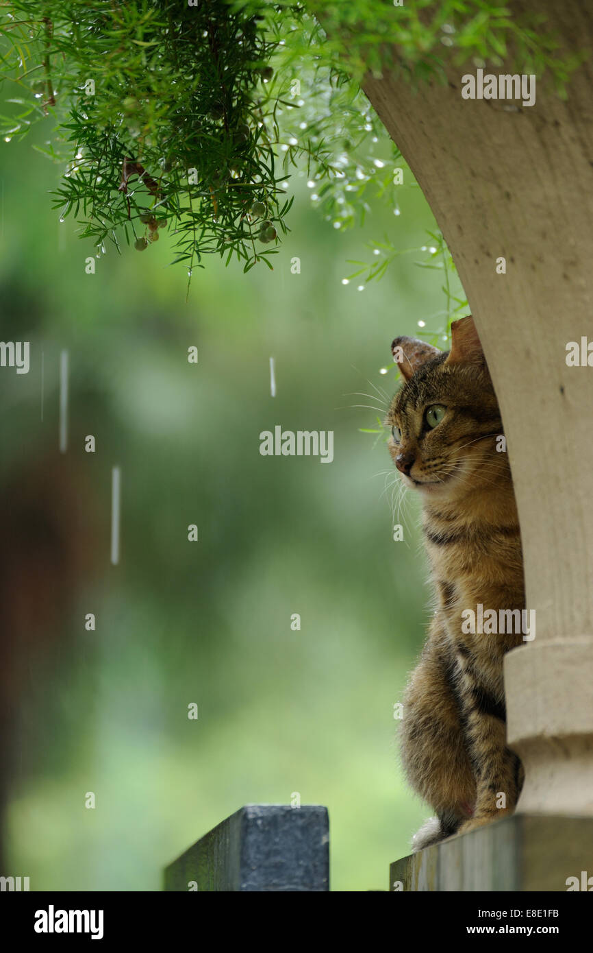 Cat in the rain High Resolution Stock Photography and Images Alamy