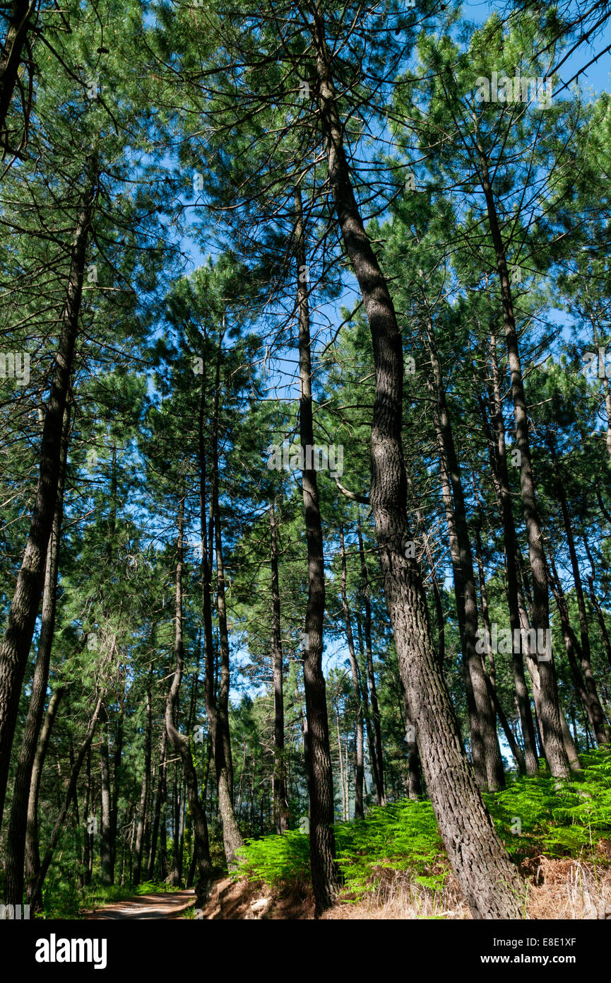 Forest of Pin Trees Near Lumiere, Ardeche, Rhone Alpes, France Stock Photo