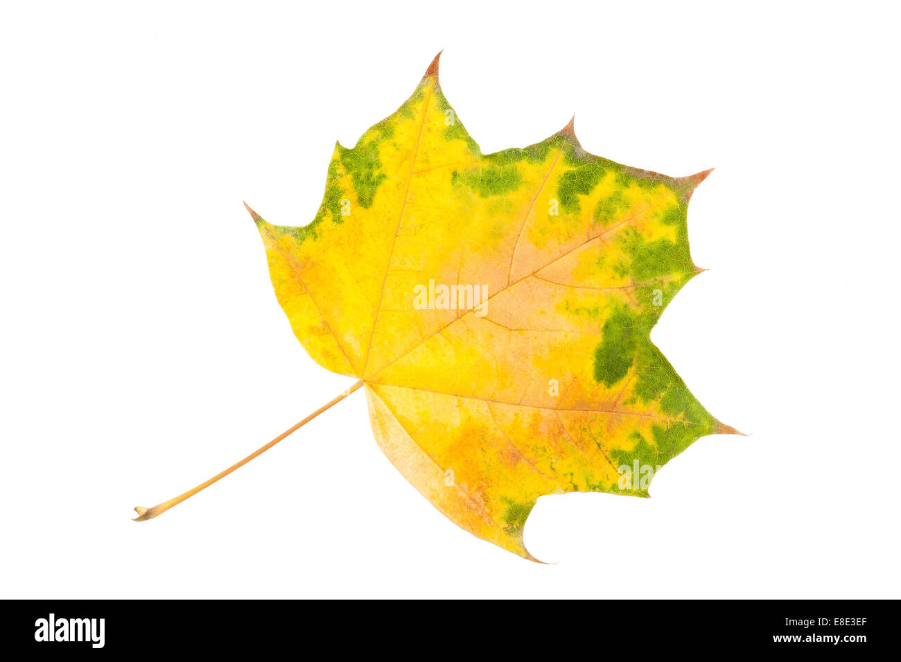 Maple leaf isolated on white Stock Photo - Alamy