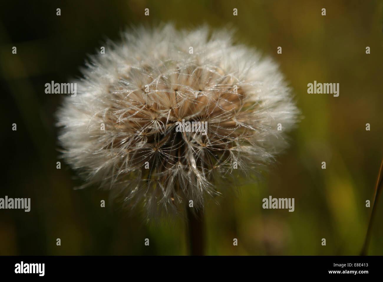 Dandelion seed head Taraxacum Stock Photo
