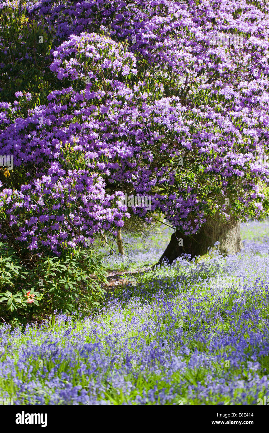 Bowood rhododendron garden in spring, Derry Hill, Calne, Wiltshire, England, UK Stock Photo