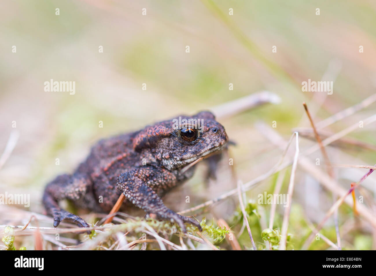 Common toad in the grass Stock Photo