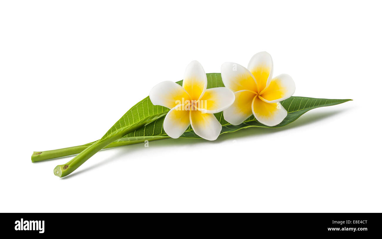 Frangipani flowers with leaves isolated on white Stock Photo