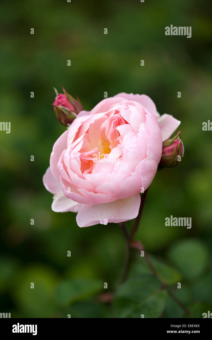 Close up of Rosa / Rose Anne Boleyn against a blurred green background, England, UK Stock Photo