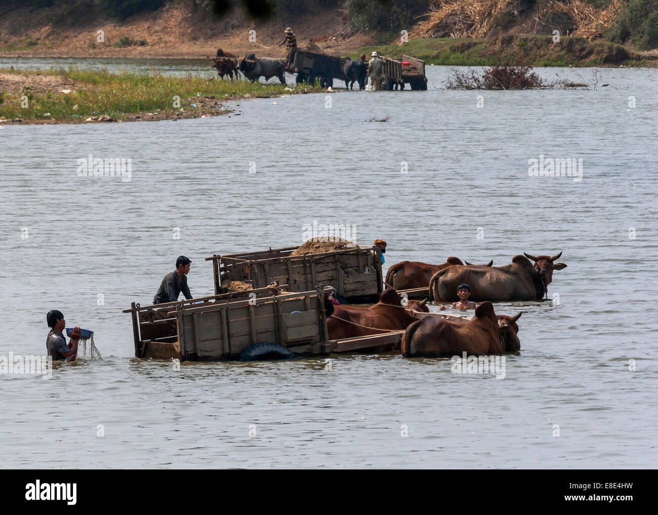 Primitively winning sand out of the river with the help of buffaloes. Stock Photo