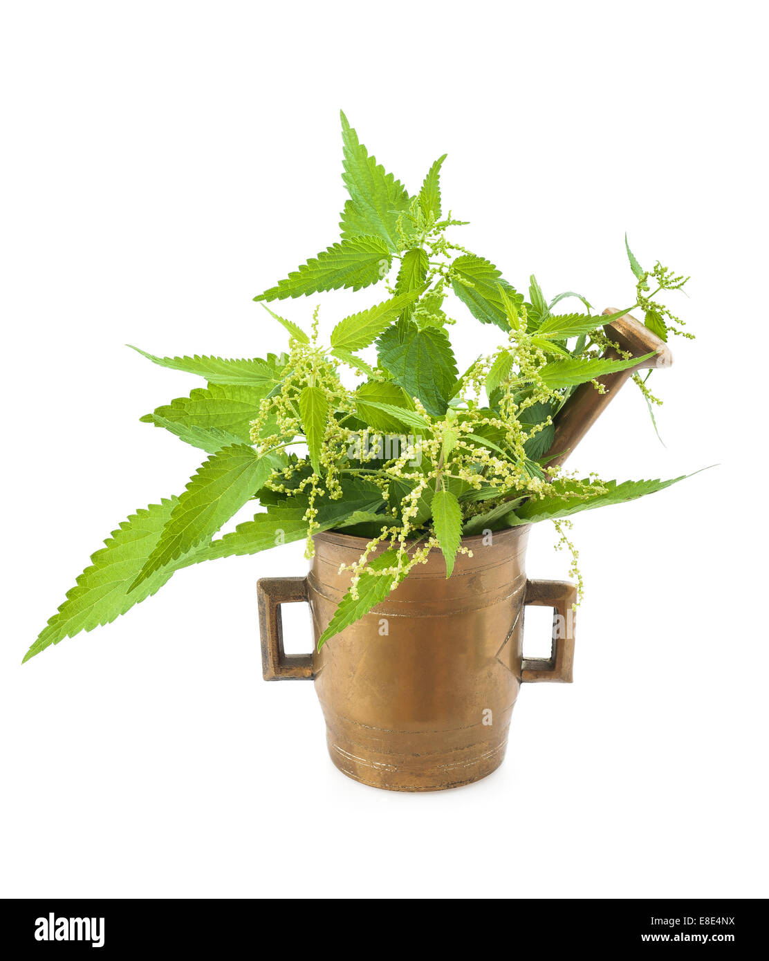 Wild nettle in a mortar with pestle isolated Stock Photo