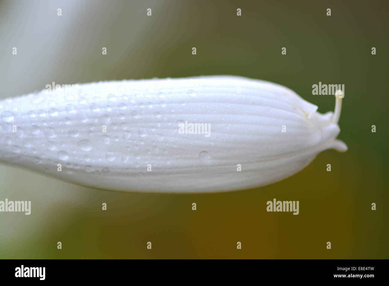 macro white flower with water drops Stock Photo - Alamy