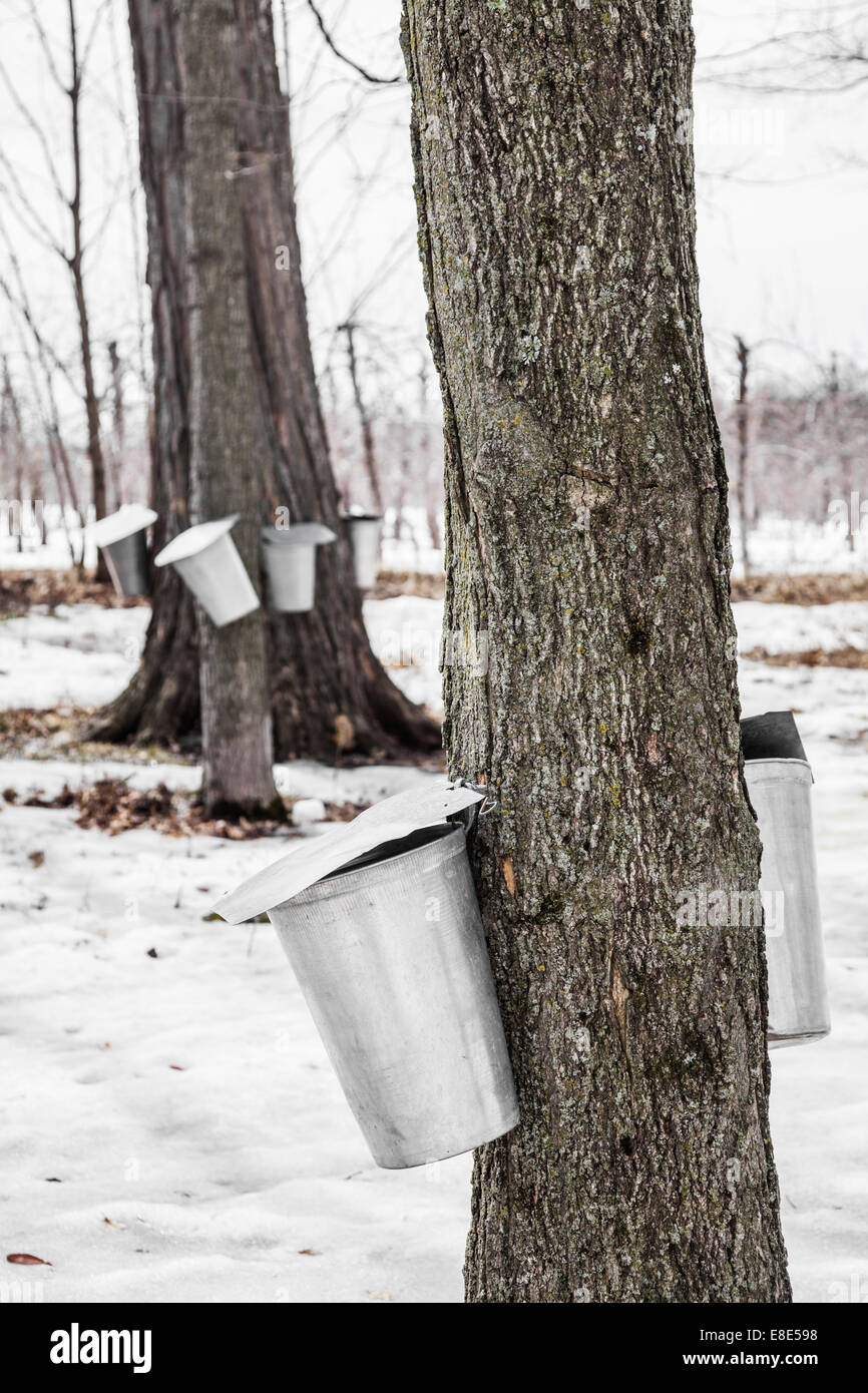Forest of Maple Sap buckets on trees in spring Stock Photo Alamy