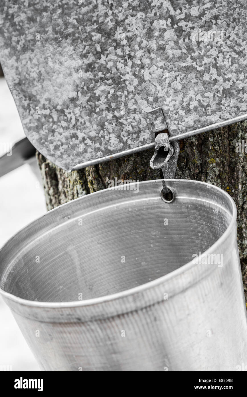 Maple Sap buckets Closeup on trees in spring Stock Photo Alamy