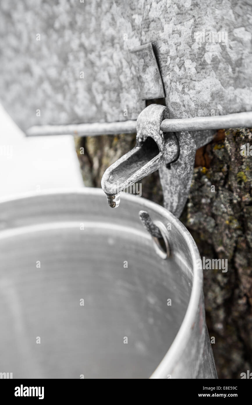 Maple Sap buckets Closeup on trees in spring Stock Photo Alamy