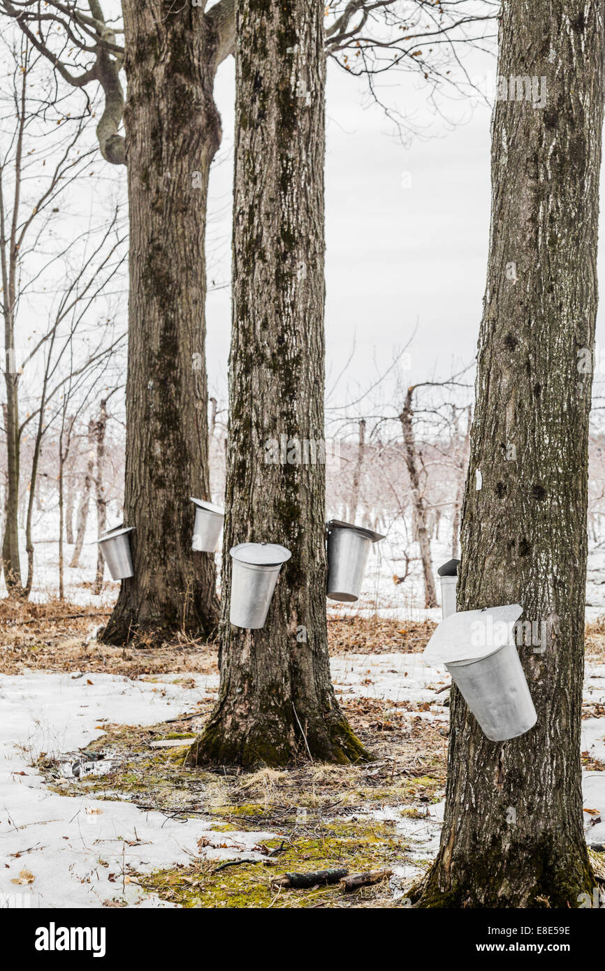 Sap buckets on trees in maple forest hires stock photography and