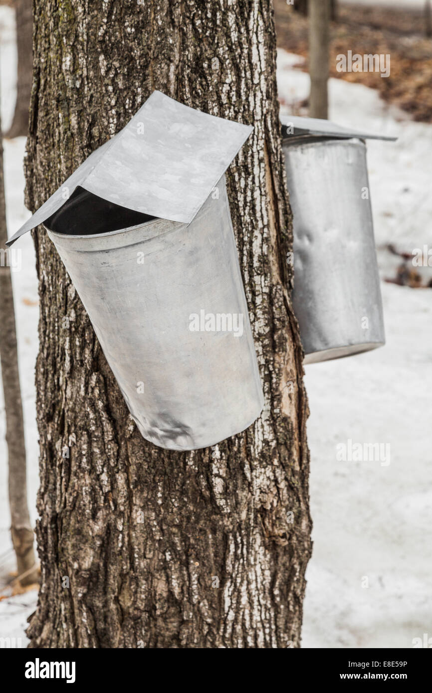 Maple Sap buckets Closeup on trees in spring Stock Photo - Alamy