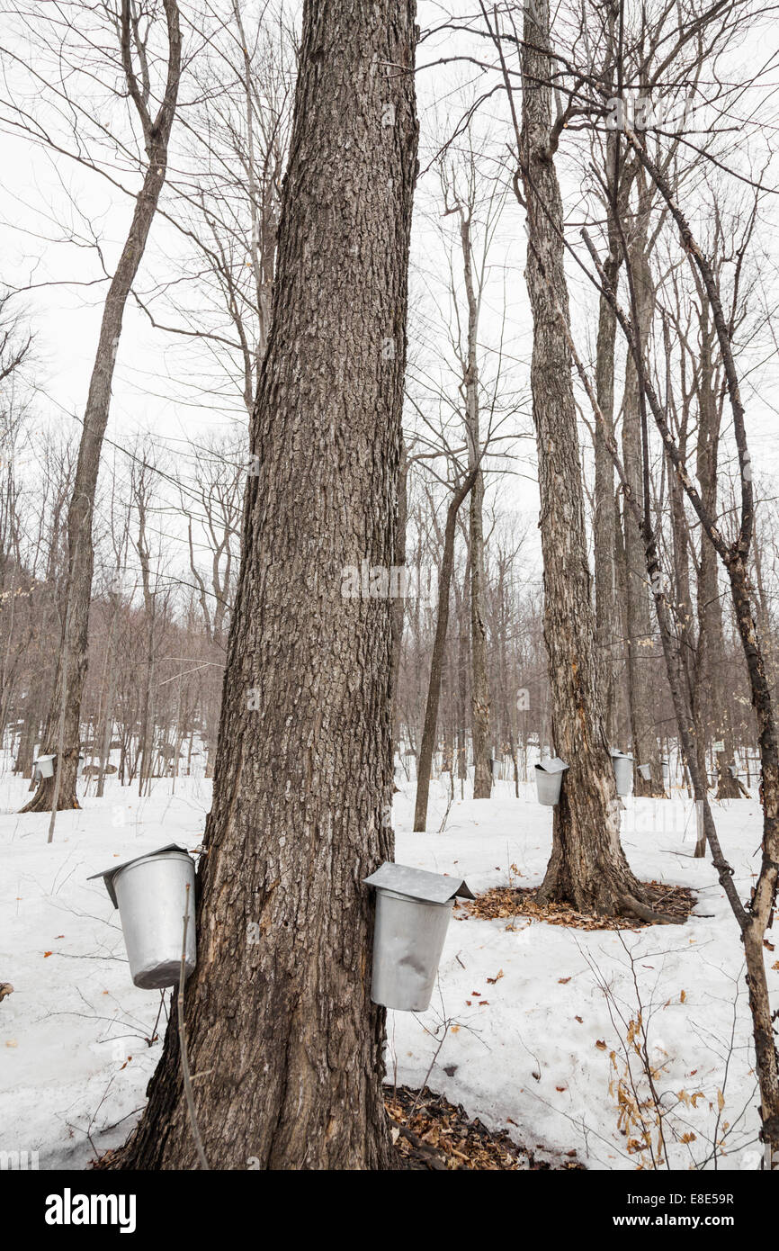 Forest of Maple Sap buckets on trees in spring Stock Photo Alamy