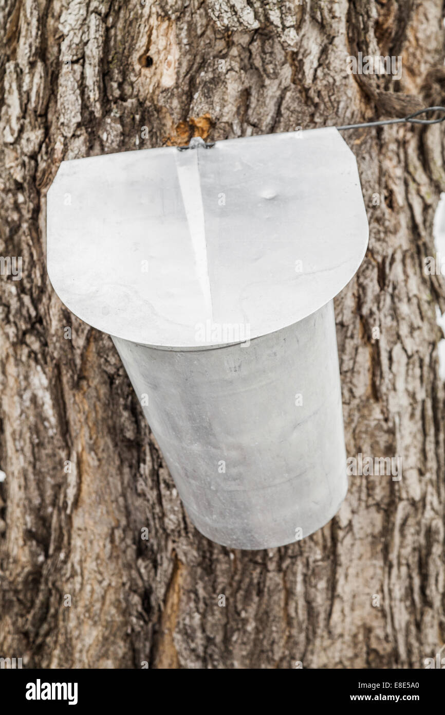 Maple Sap buckets Closeup on trees in spring Stock Photo Alamy