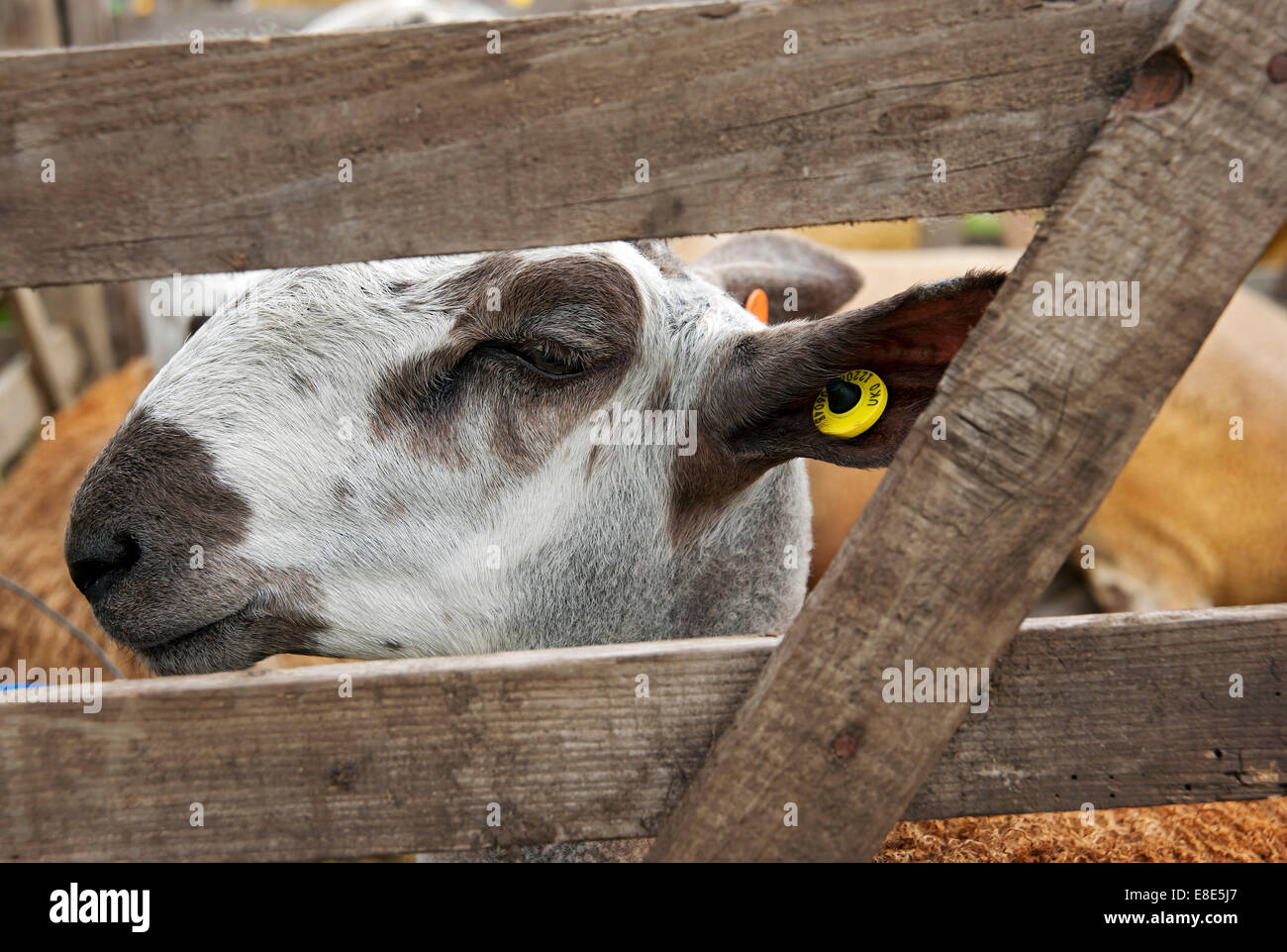 Close up of sheep in pen on a farm England UK United Kingdom GB Great Britain Stock Photo