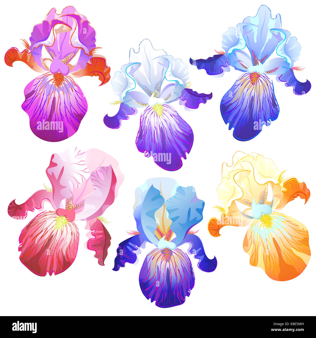 Colored iris flowers isolated on the white Stock Photo