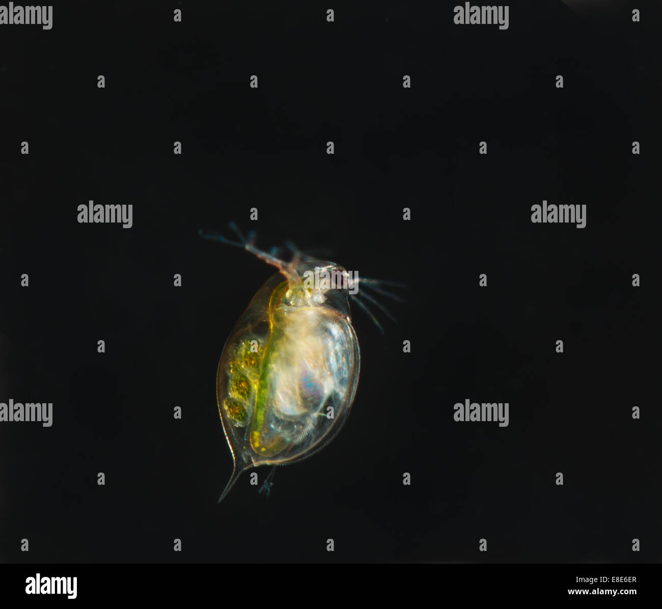 A Water flea,Cyclops sp Stock Photo