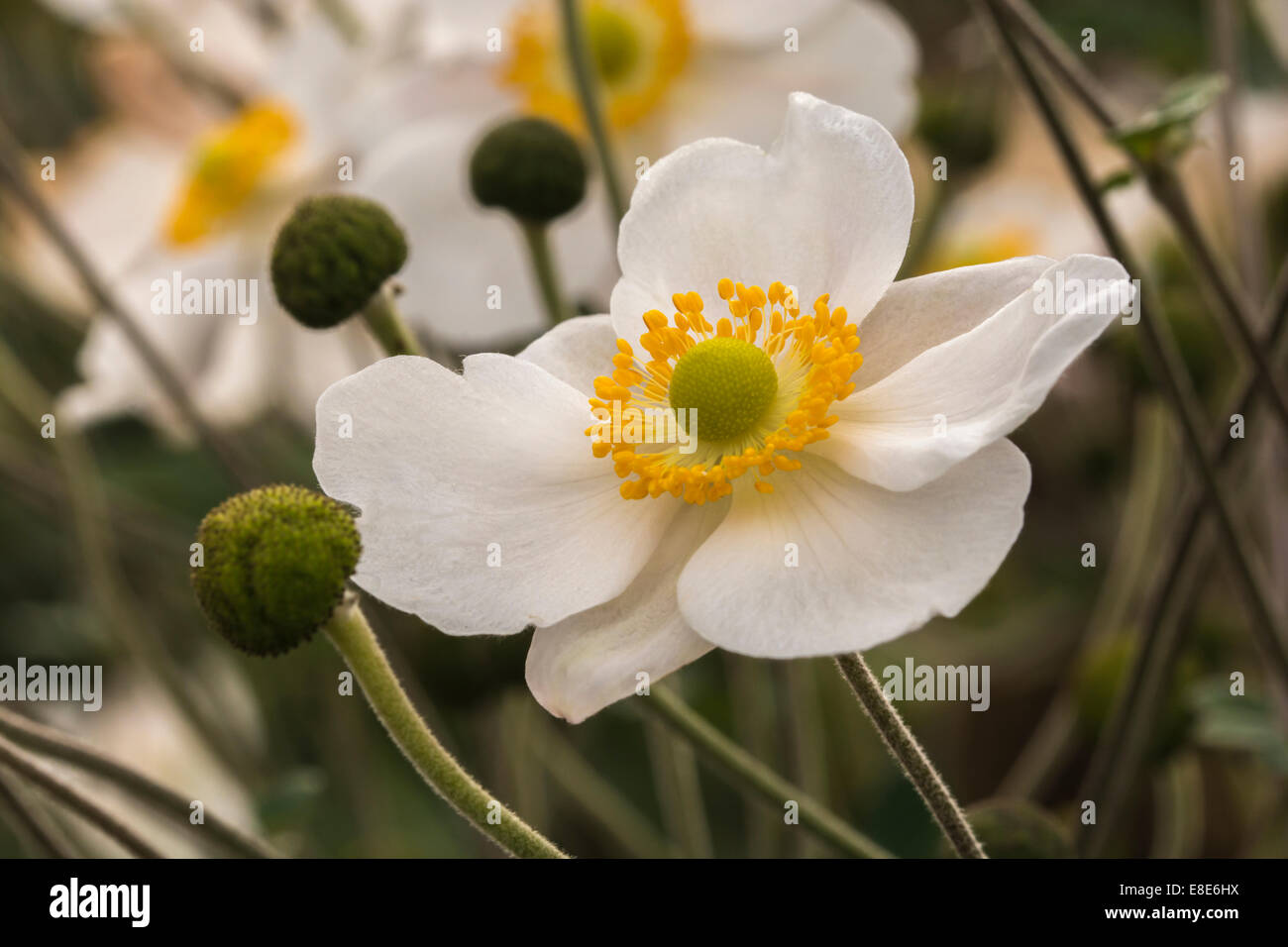 White flower with yellow center hi-res stock photography and images - Alamy