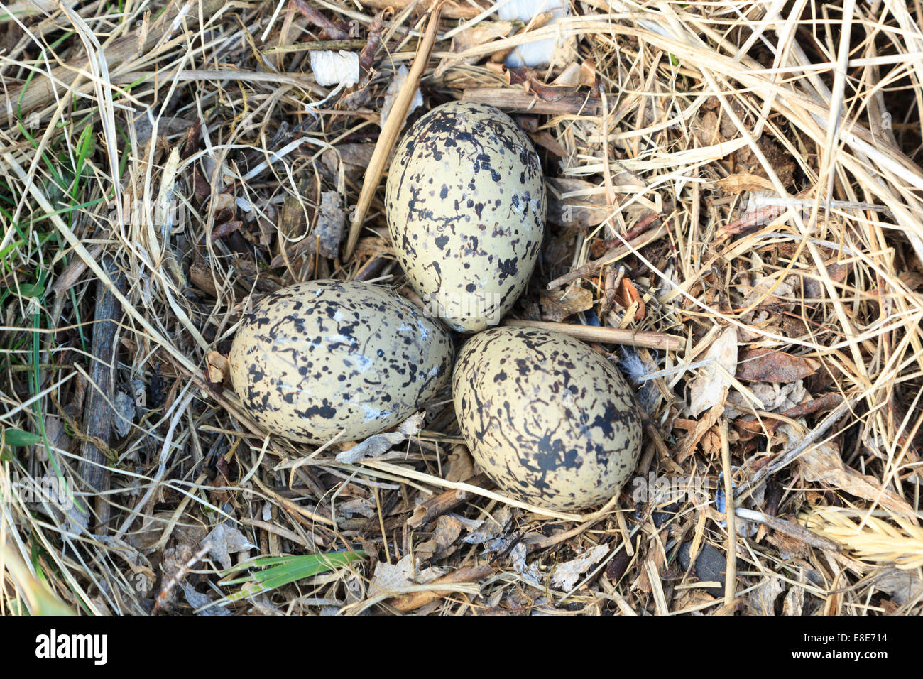 haematopus-ostralegus-eurasian-oystercatcher-eggs-stock-photos
