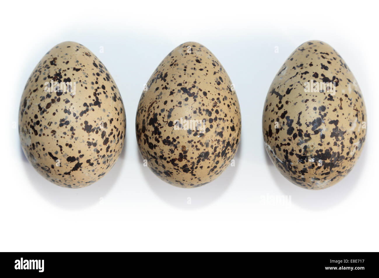 haematopus-ostralegus-eurasian-oystercatcher-eggs-the-photo-was
