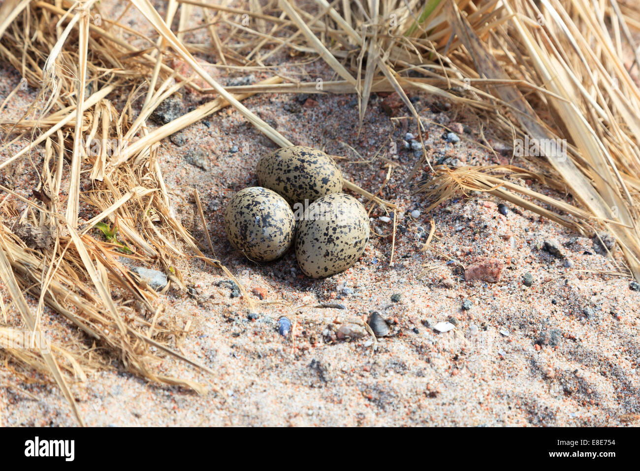 haematopus-ostralegus-eurasian-oystercatcher-eggs-and-nest-the-photo