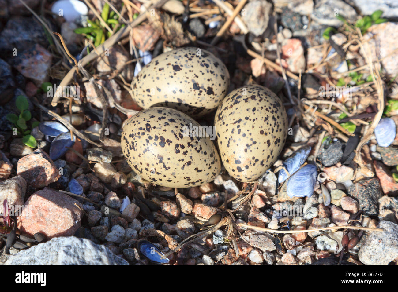 haematopus-ostralegus-eurasian-oystercatcher-eggs-stock-photos