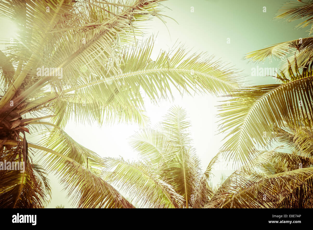 Abstract summer background in vintage style with tropical palm tree leaves at sunny day Stock Photo
