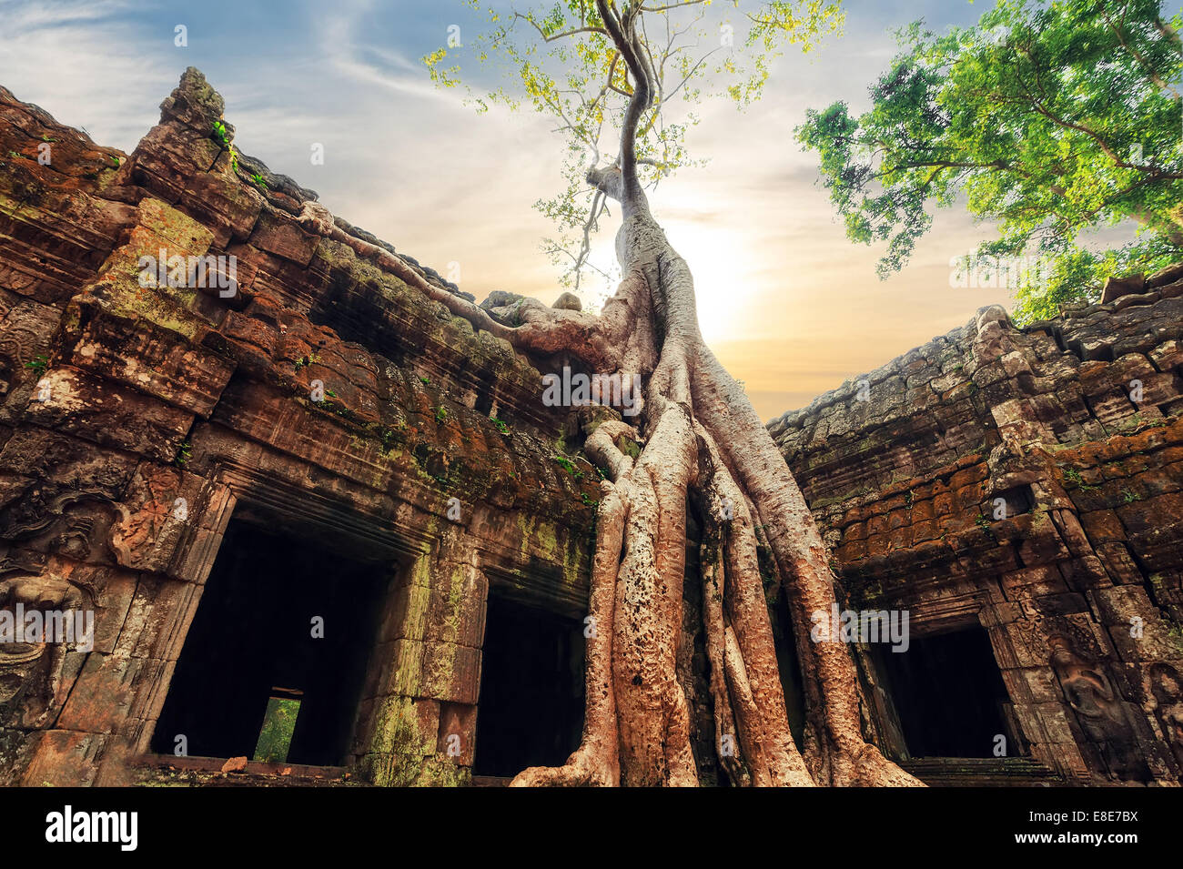 Ancient Khmer architecture. Ta Prohm temple with giant banyan tree at sunset. Angkor Wat complex, Siem Reap, Cambodia travel des Stock Photo