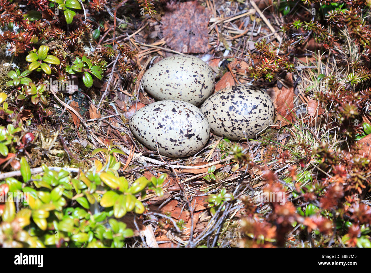 haematopus-ostralegus-eurasian-oystercatcher-eggs-and-nest-the-photo