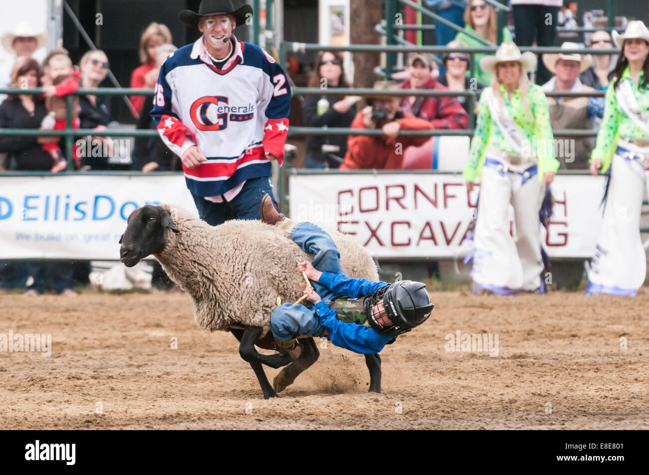 Young child riding a sheep, mutton busting, Cochrane rodeo, Cochrane