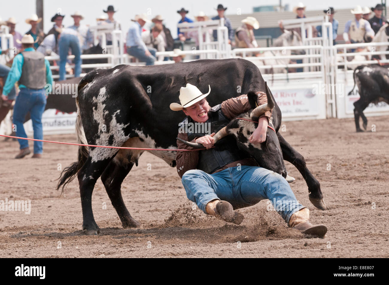 Wild cow milking, Sundre Pro Rodeo, Sundre, Alberta, Canada Stock Photo