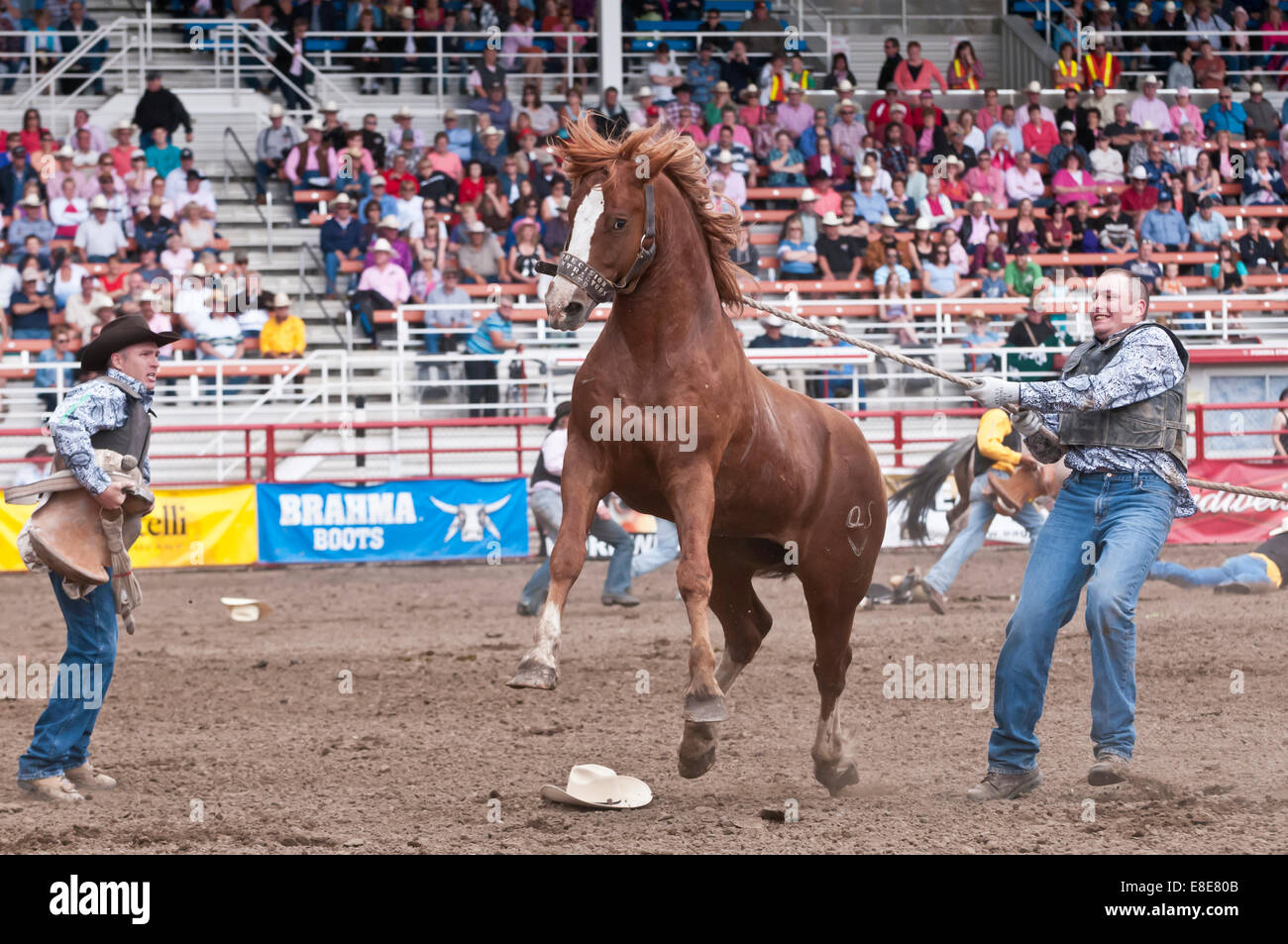 Wild horse roundup, Ponoka Stampede, rodeo, Ponoka, Alberta, Canada