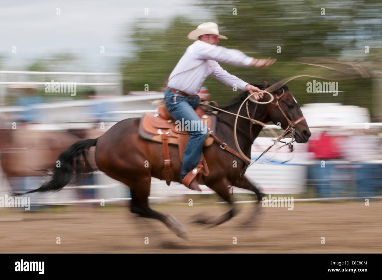 Canada Rodeo Steer Roping Rodeo in alberta hi-res stock photography and images - Alamy