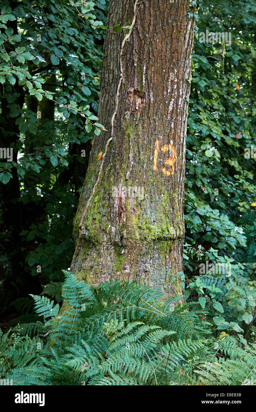 Unlucky tree number 13 marked for felling in a UK forest Stock Photo
