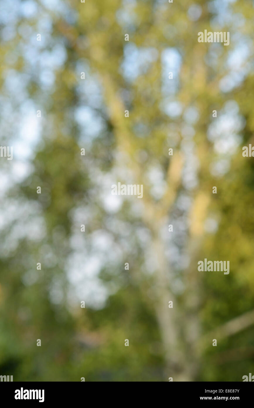 Out of focus Silver Birch tree abstract background Stock Photo