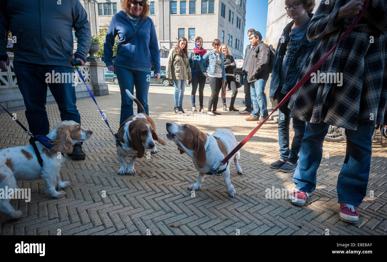 Basset hound drool hires stock photography and images Alamy